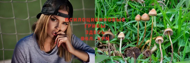 Галлюциногенные грибы Magic Shrooms  Ялуторовск 